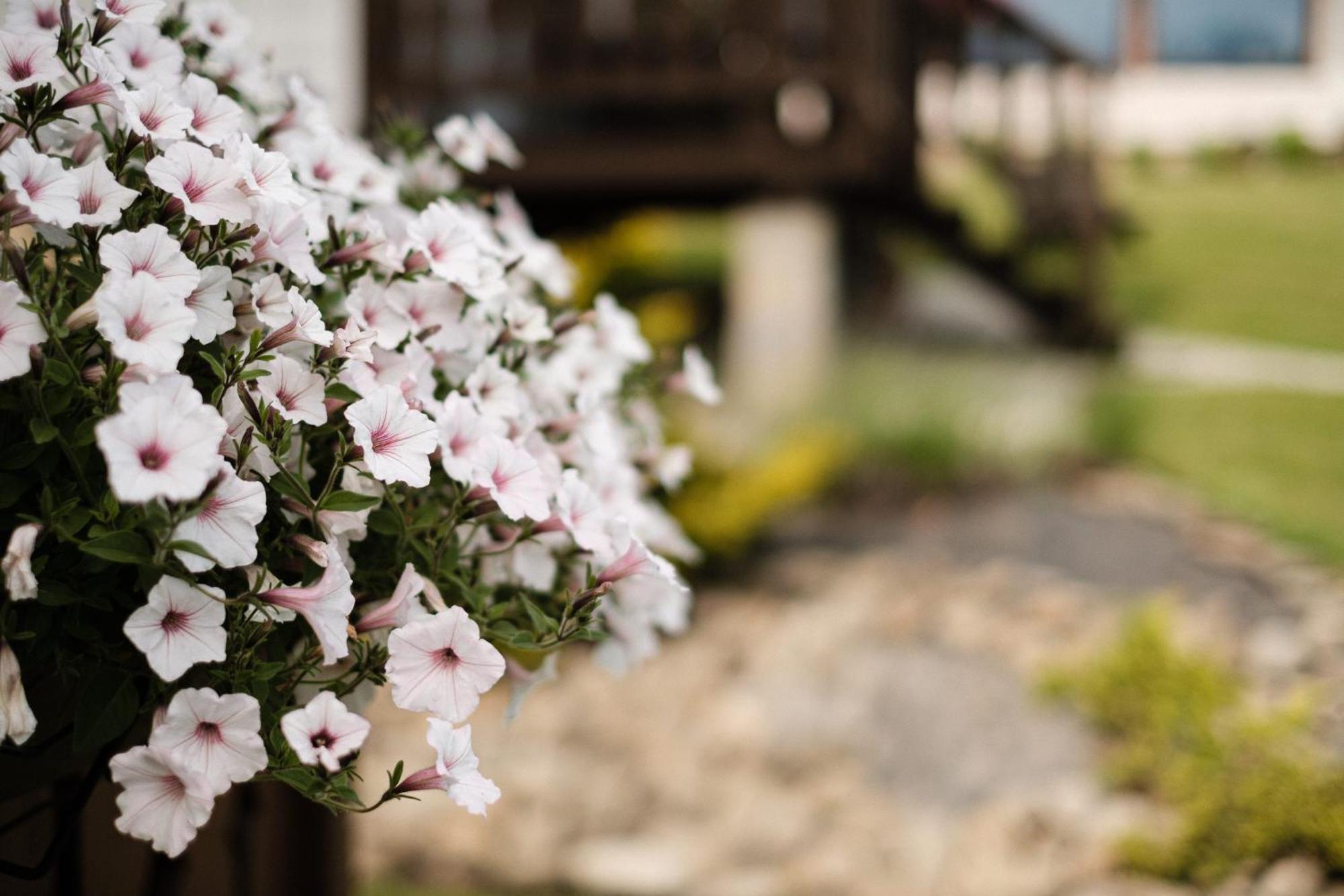 Holiday home Dom Malowany - *